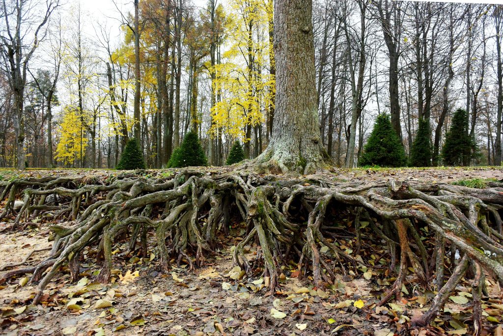 Tree trunk of a tree with roots deep into the soil and similar trees in the background
